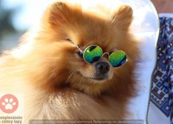 Międzynarodowa Wystawa Psów Rasowych oraz Specjalistyczna Championów - Zagroda Zabłocie