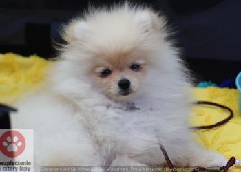 Krajowa Wystawa Psów Rasowych oraz Specjalna szpiców i Specjalna pudli - Marzenin